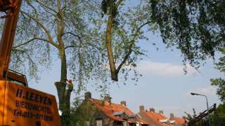 hoeveel kost het om een boom te rooien in tilburg